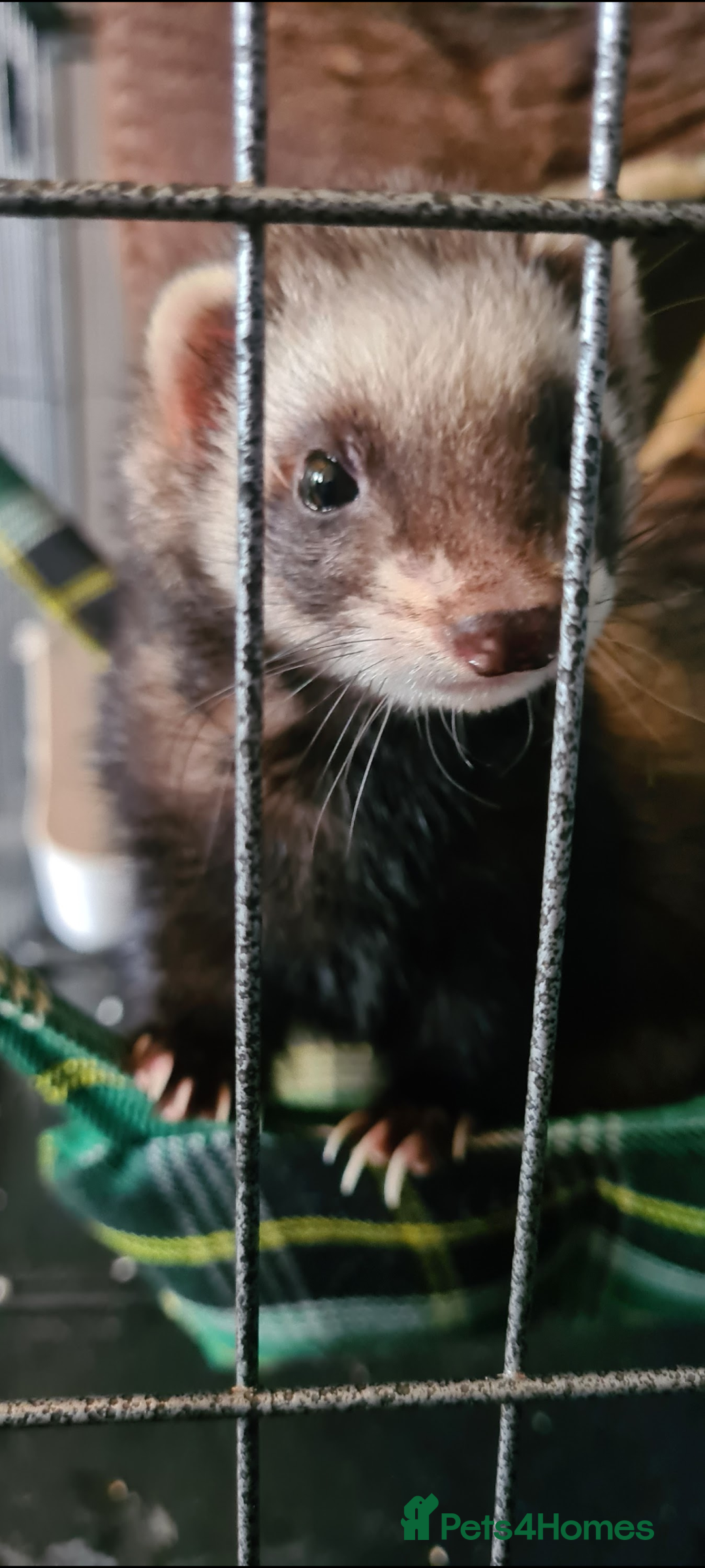Ferret rodents for sale: Ferret Jill For Re-Home  - Advert 4