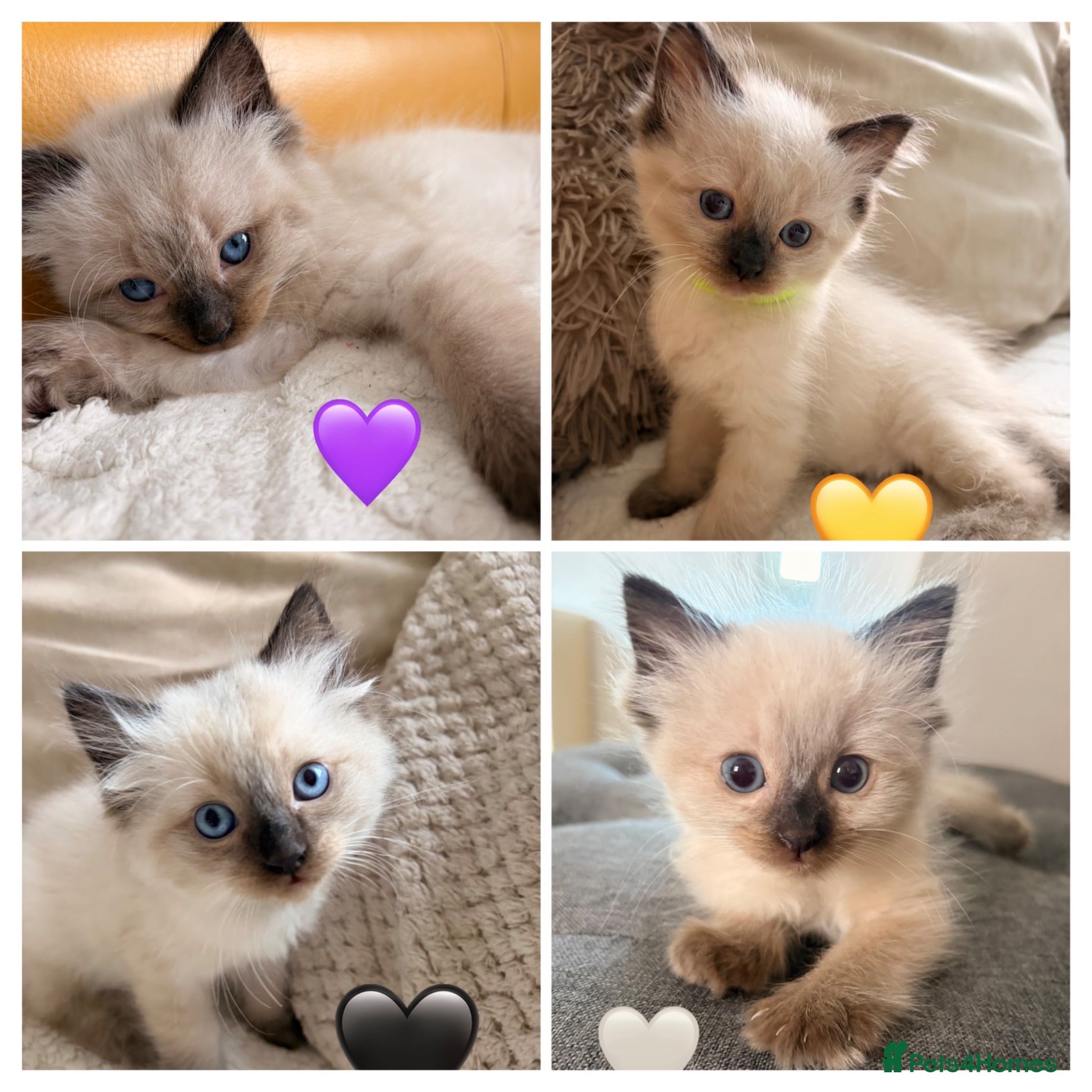 Ragdoll cats 🌸Fantastic 4 Ragdoll 🌸 Full of LoVe 🌸 - Advert 1