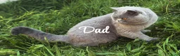 British Shorthair cats for sale: GCCF Registered Blue Female - Advert 10