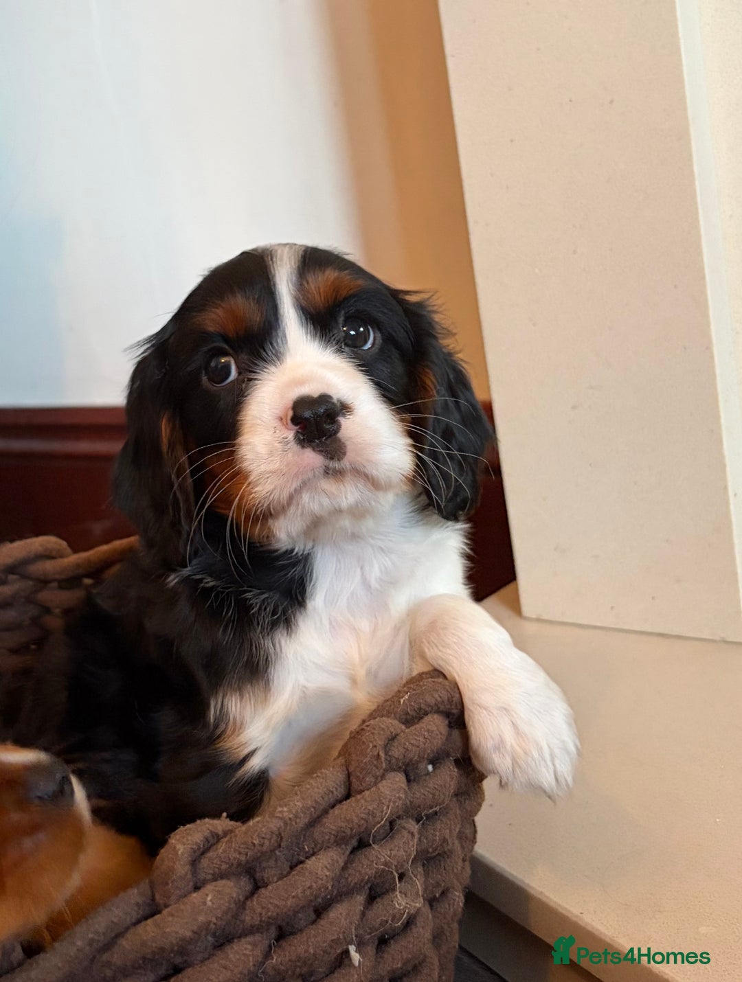 Cavalier King Charles Spaniel dogs for sale: Gorgeous Cavalier King Charles Spaniel Boys - Advert 18