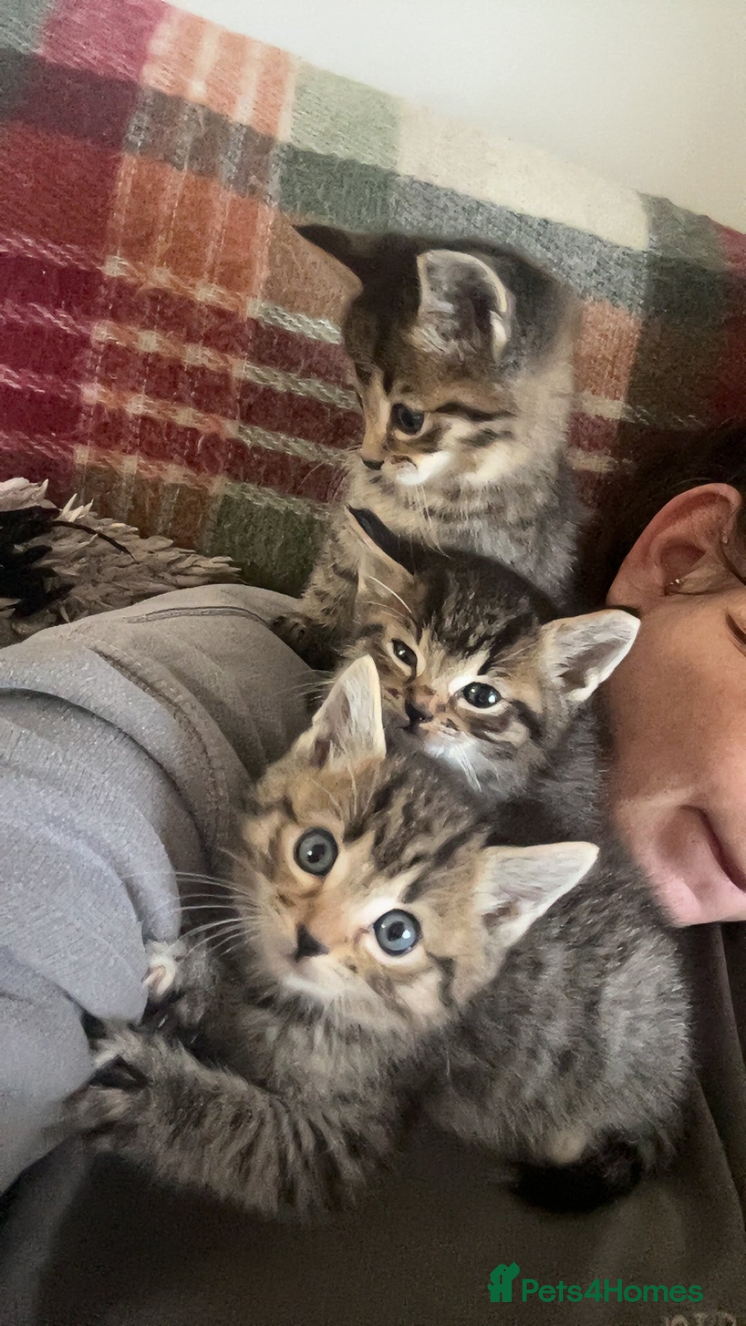 Ragdoll cats for sale: Ragdoll x Bengal  - Image 16