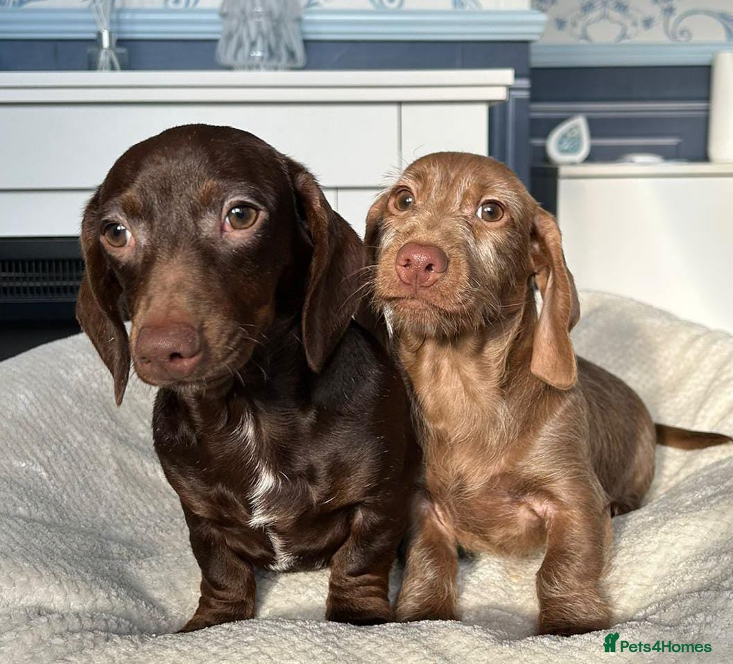 Dachshund dogs FULLY VAX kc REG PRA CLR miniature dachshunds  - Advert 3