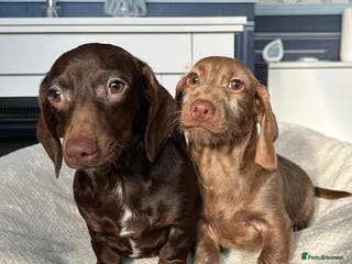 Dachshund dogs FULLY VAX kc REG PRA CLR miniature dachshunds - Advert 6
