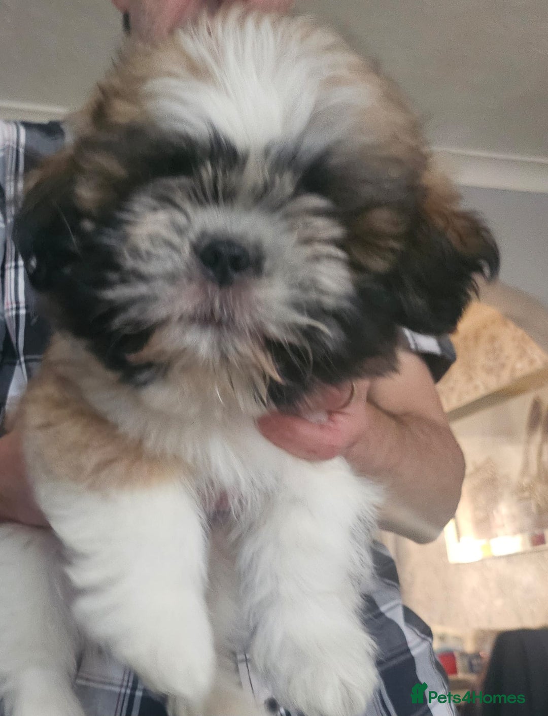Shih Tzu dogs for sale: shih tzu - Image 2