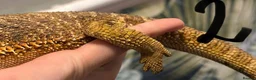 Bearded Dragon reptiles for sale: Adult bearded dragon RTB - Advert 4