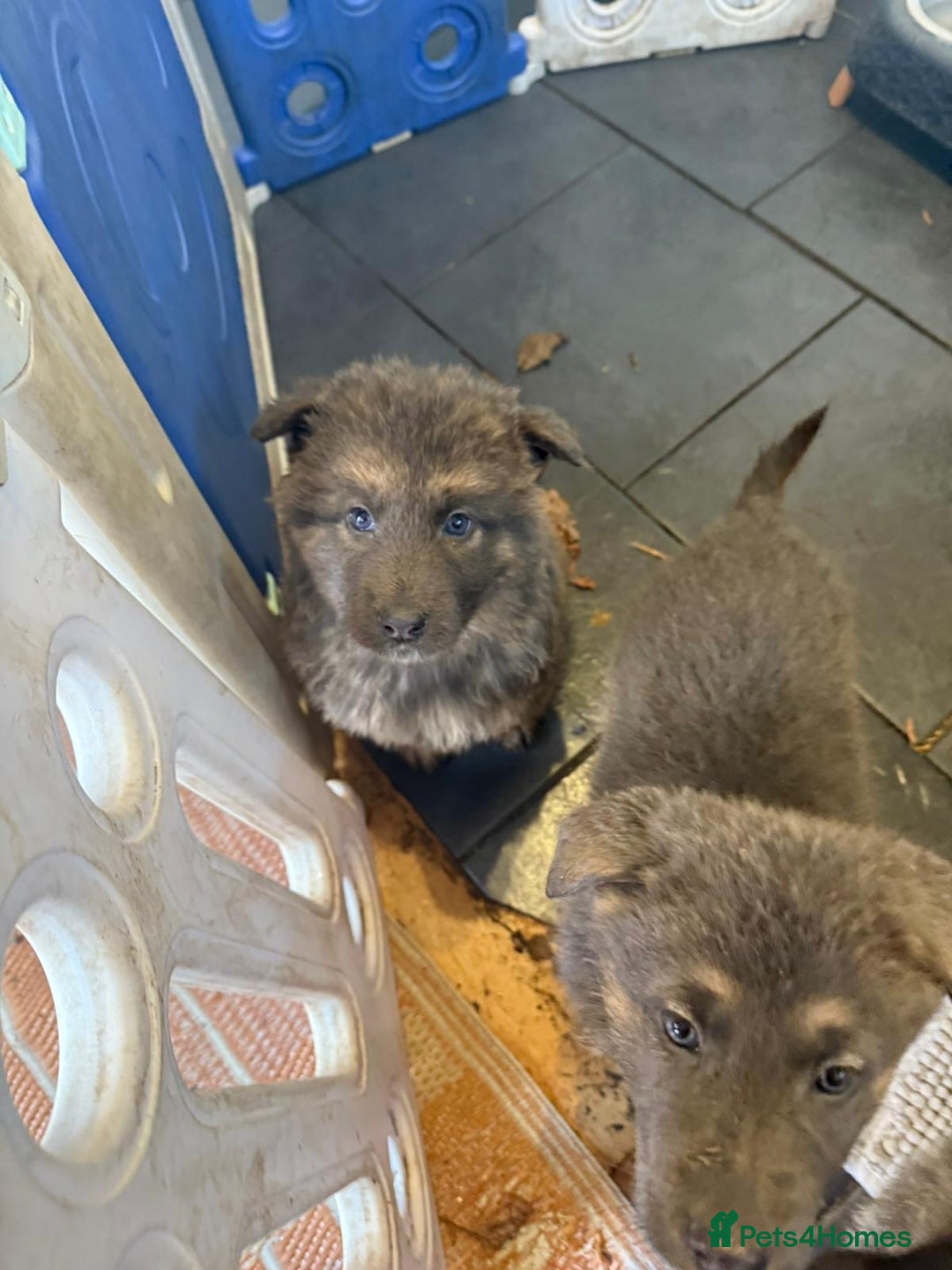 German Shepherd dogs for sale: German shepherd puppies - Advert 4