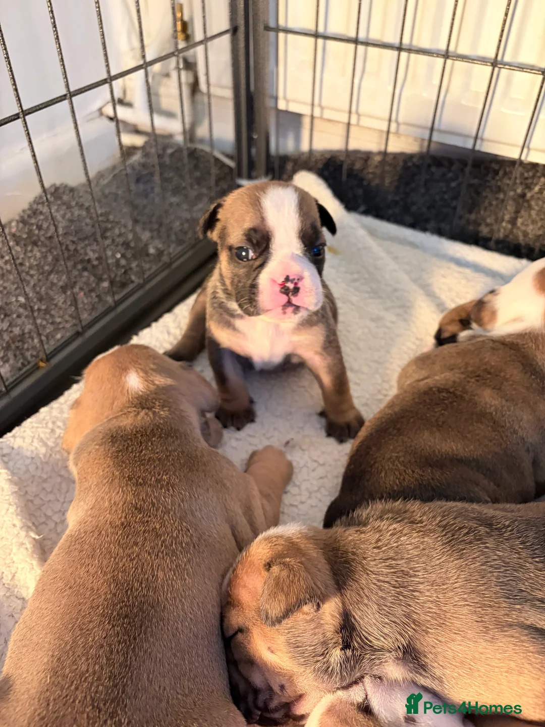 English Bulldog dogs for sale: New England bulldog puppies  - Advert 9