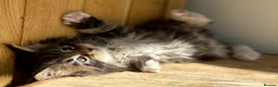 Maine Coon cats for sale: Beautiful Maine Coon kittens - Advert 19