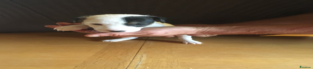 Parson Russell Puppy 3