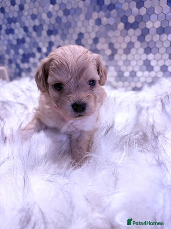 Maltipoo dogs F1 Maltipoo 🧸 fully DNA and Health Tested - Advert 2