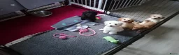 Mixed Breed dogs for sale: Cavapoochon puppies with 5 weeks free insurance  - Advert 20