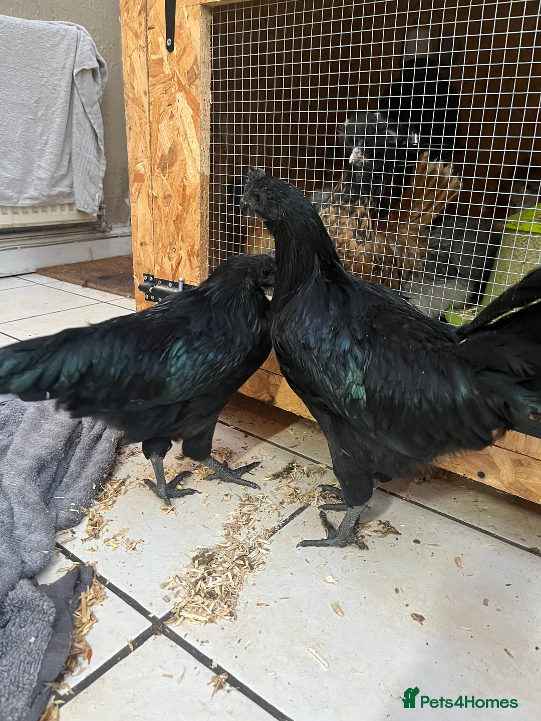 Mixed Breed poultry for sale: Indian runner ducklings and Silkies  - Advert 21