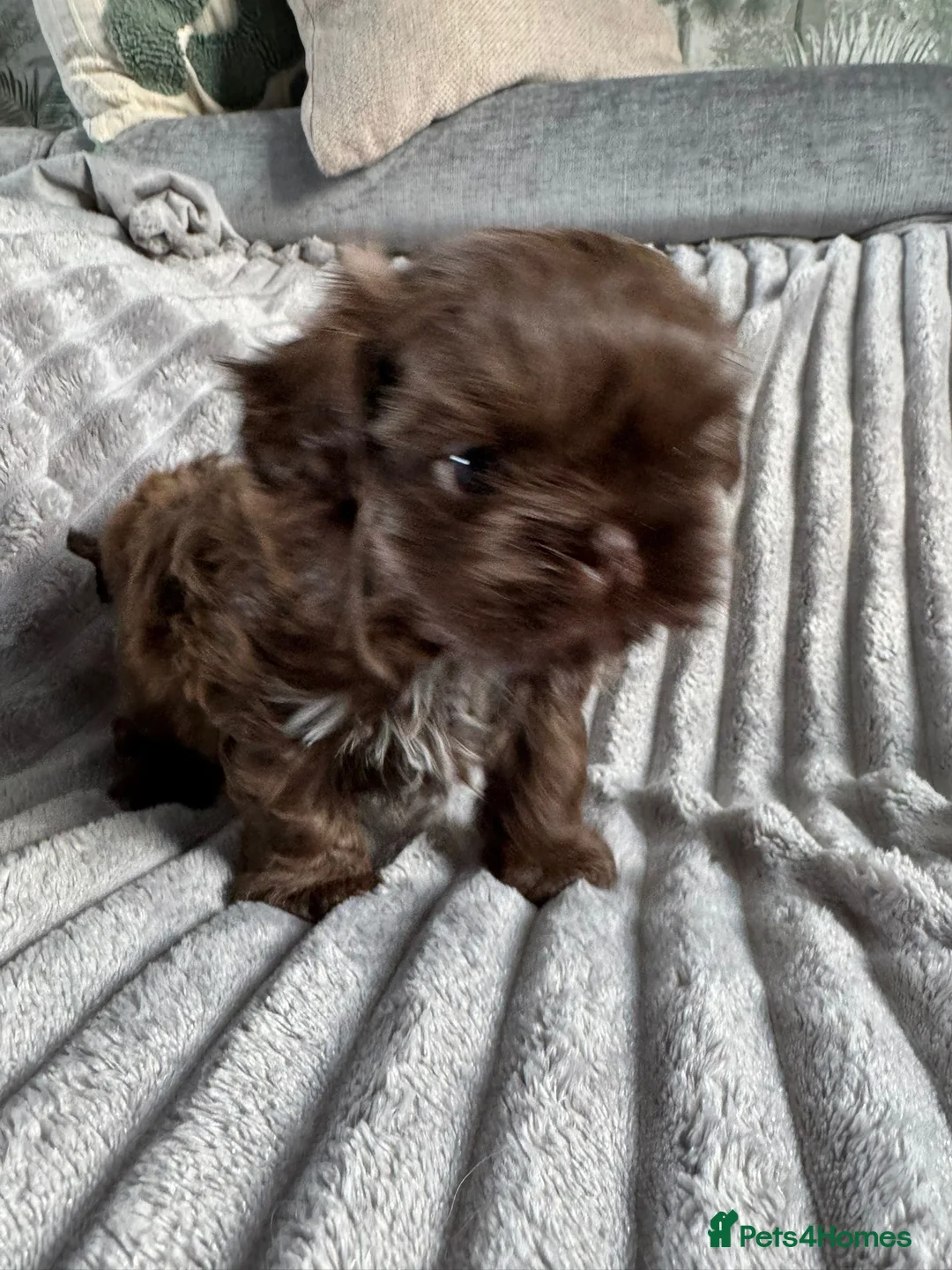 Shih Tzu dogs for sale: Beautiful chocolate boy available  - Advert 17