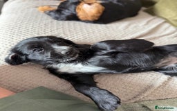 Cocker Spaniel dogs for sale: Stunning KC registered Working Cocker Spaniels  - Image 38