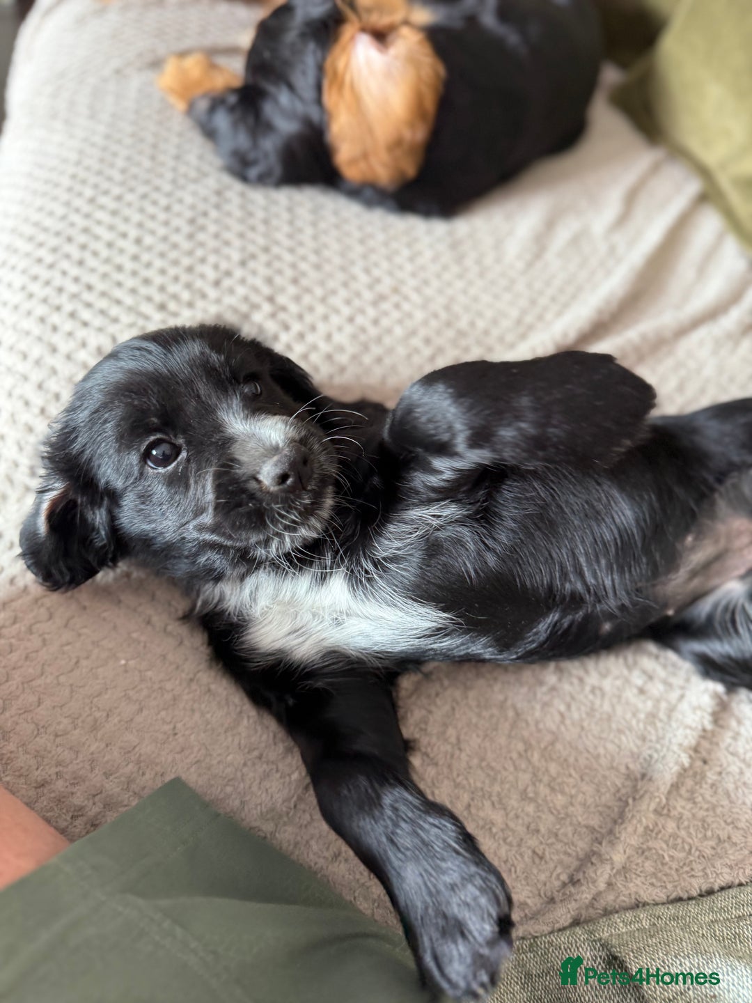 Cocker Spaniel dogs for sale: Stunning KC registered Working Cocker Spaniels  - Image 38