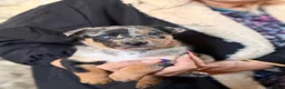Mixed Breed dogs for sale: 4 x female kelpie/australian cattle dog cross  - Advert 11