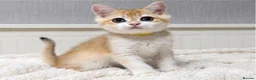 British Shorthair cats for sale: 🧡 Exceptional golden British shorthair kittens 🧡 - Advert 30