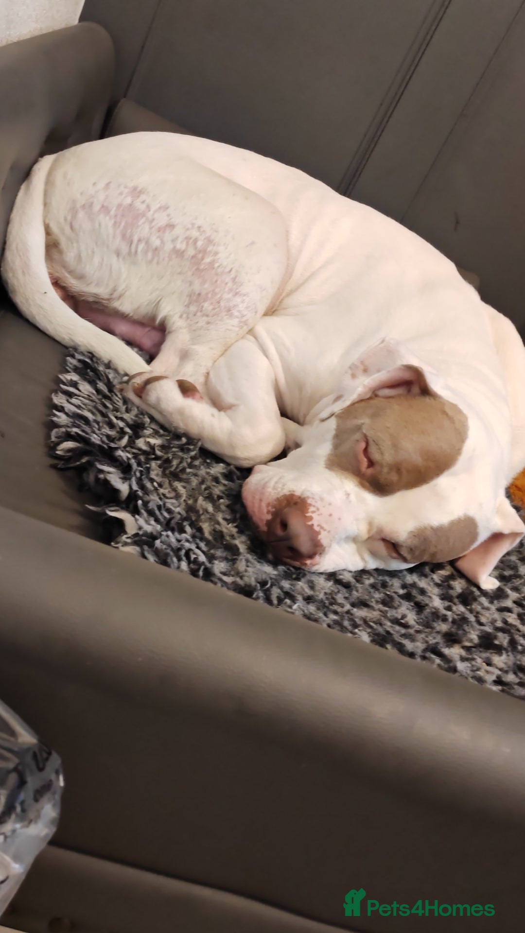 Presa Canario dogs for sale: Spanish mastiff  - Advert 2