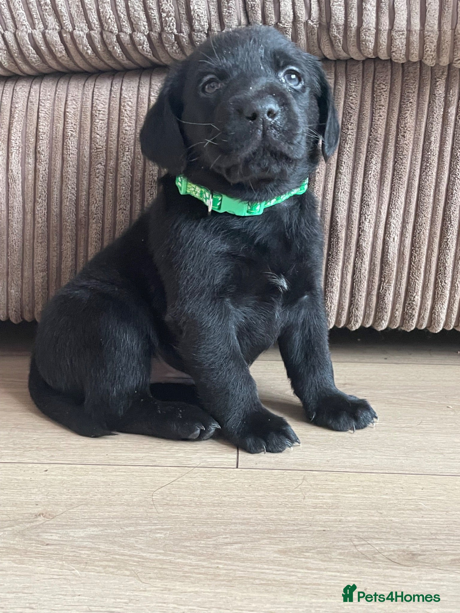Labrador Retriever dogs 1 male 1 female Beautiful Labrador puppies left   - Advert 1