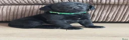 Labrador Retriever dogs for sale: 1 male Beautiful Labrador puppy available  - Advert 2