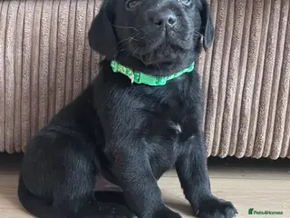 Labrador Retriever dogs 1 male 1 female Beautiful Labrador puppies left - Advert 1