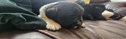 Newfoundland dogs for sale: Beautiful KC Registered Newfoundland Puppies!! - Advert 2