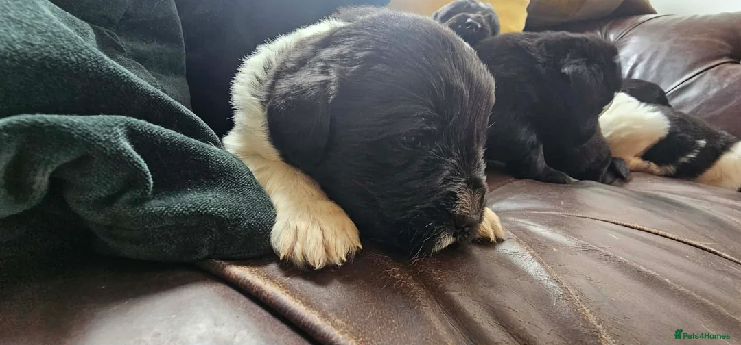 Newfoundland dogs for sale: Beautiful KC Registered Newfoundland Puppies!! - Advert 2