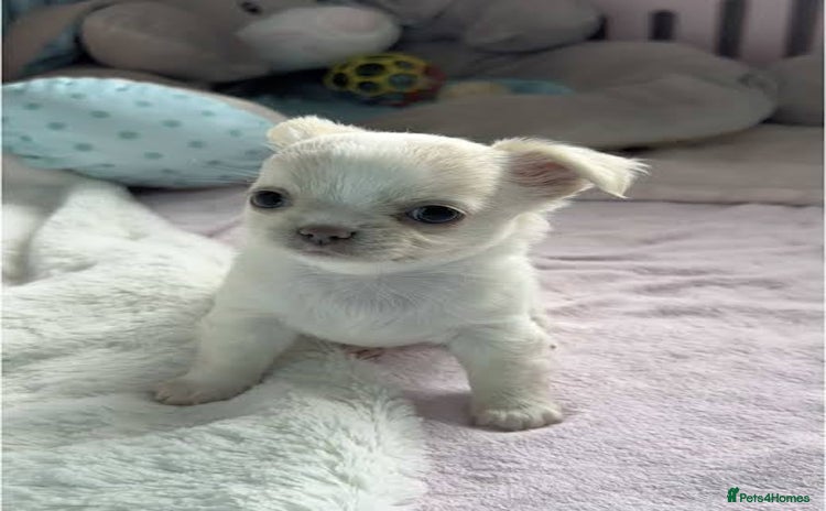 Chihuahua dogs - Advert 2
