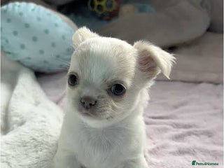 Chihuahua dogs - Advert 21