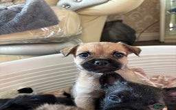 Jug dogs for sale: Jug puppies  - Image 7