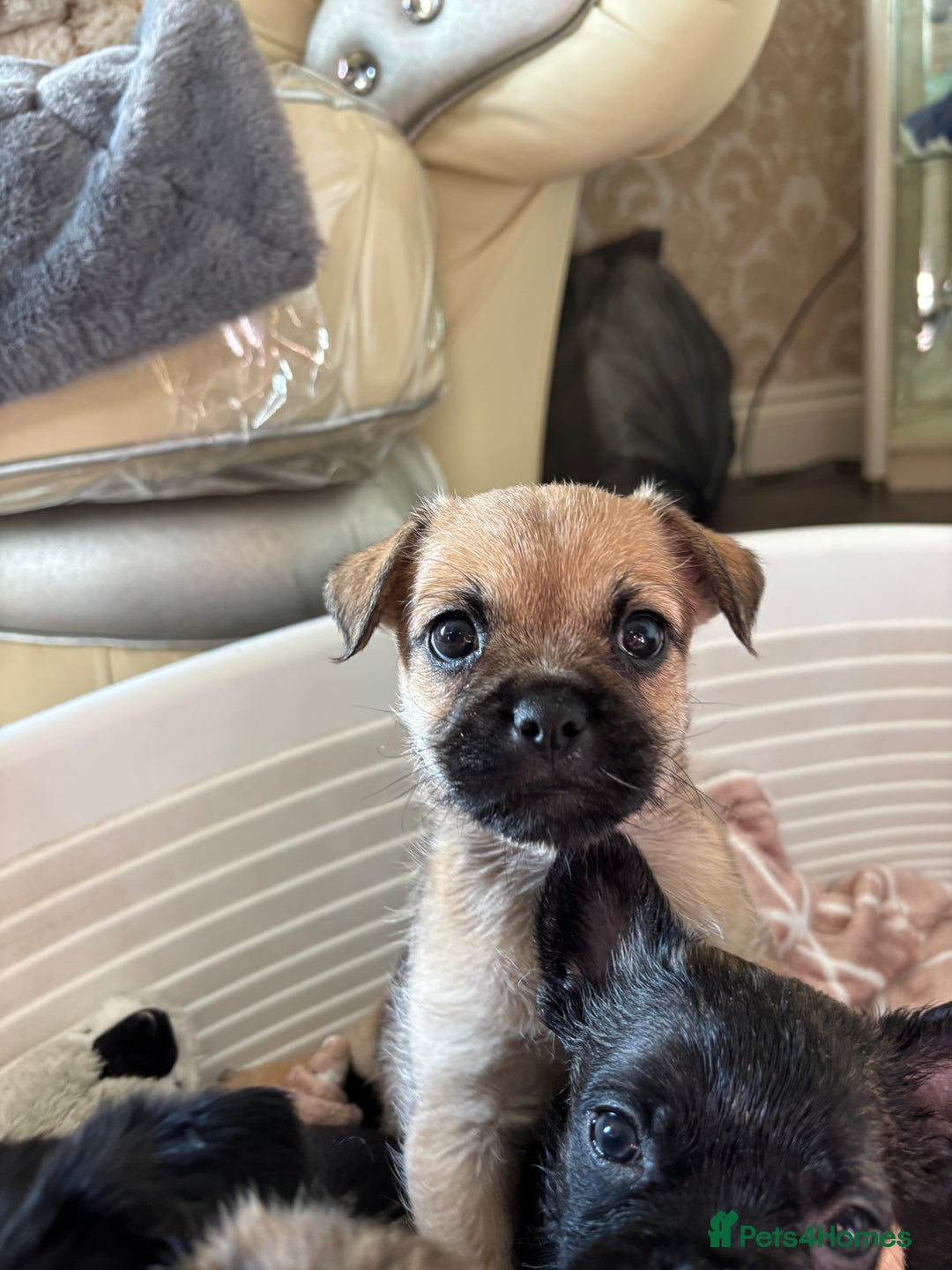Jug dogs for sale: Jug puppies  - Image 7