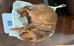 Cocker Spaniel dogs for sale: Beautiful Cocker Spaniel Litter  - Advert 7