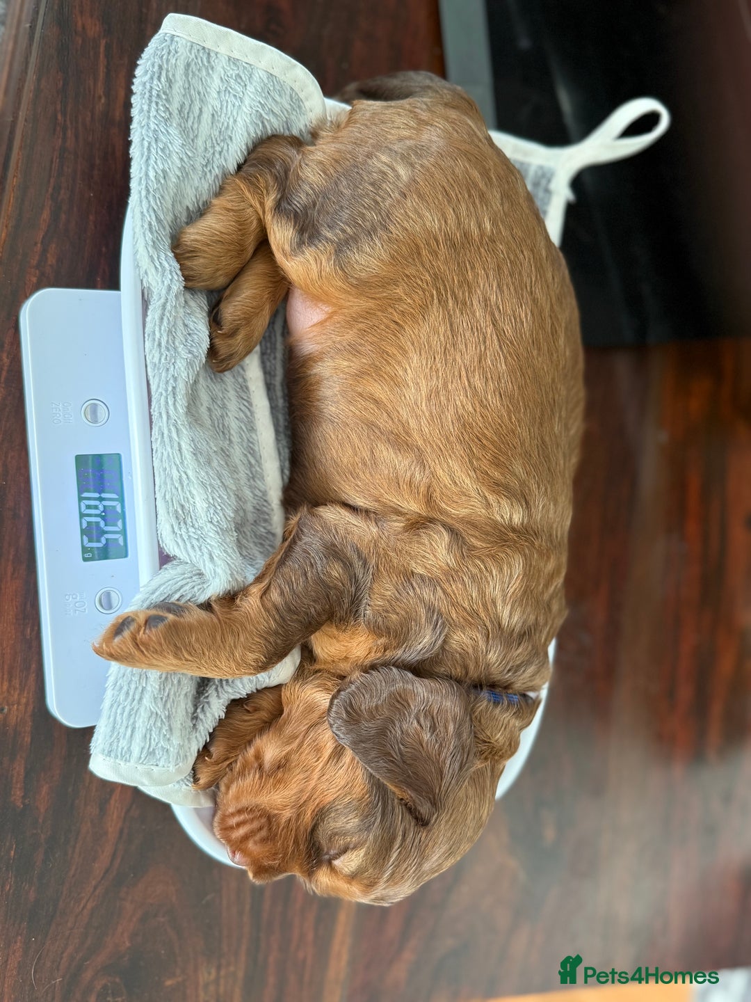 Cocker Spaniel dogs for sale: Beautiful Cocker Spaniel Litter  - Advert 7