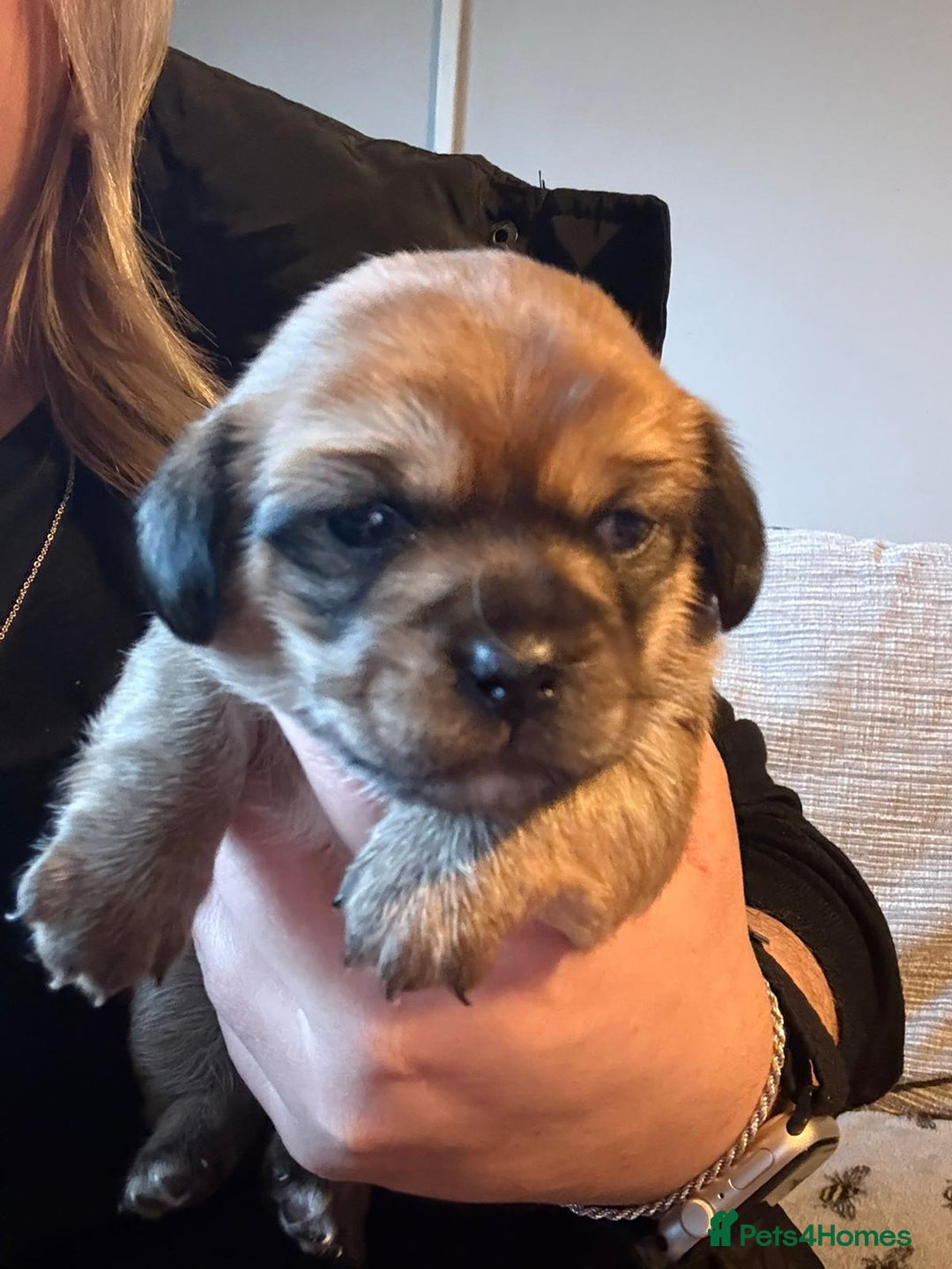 Mixed Breed dogs for sale:  Dachshund x pekingese  - Advert 3