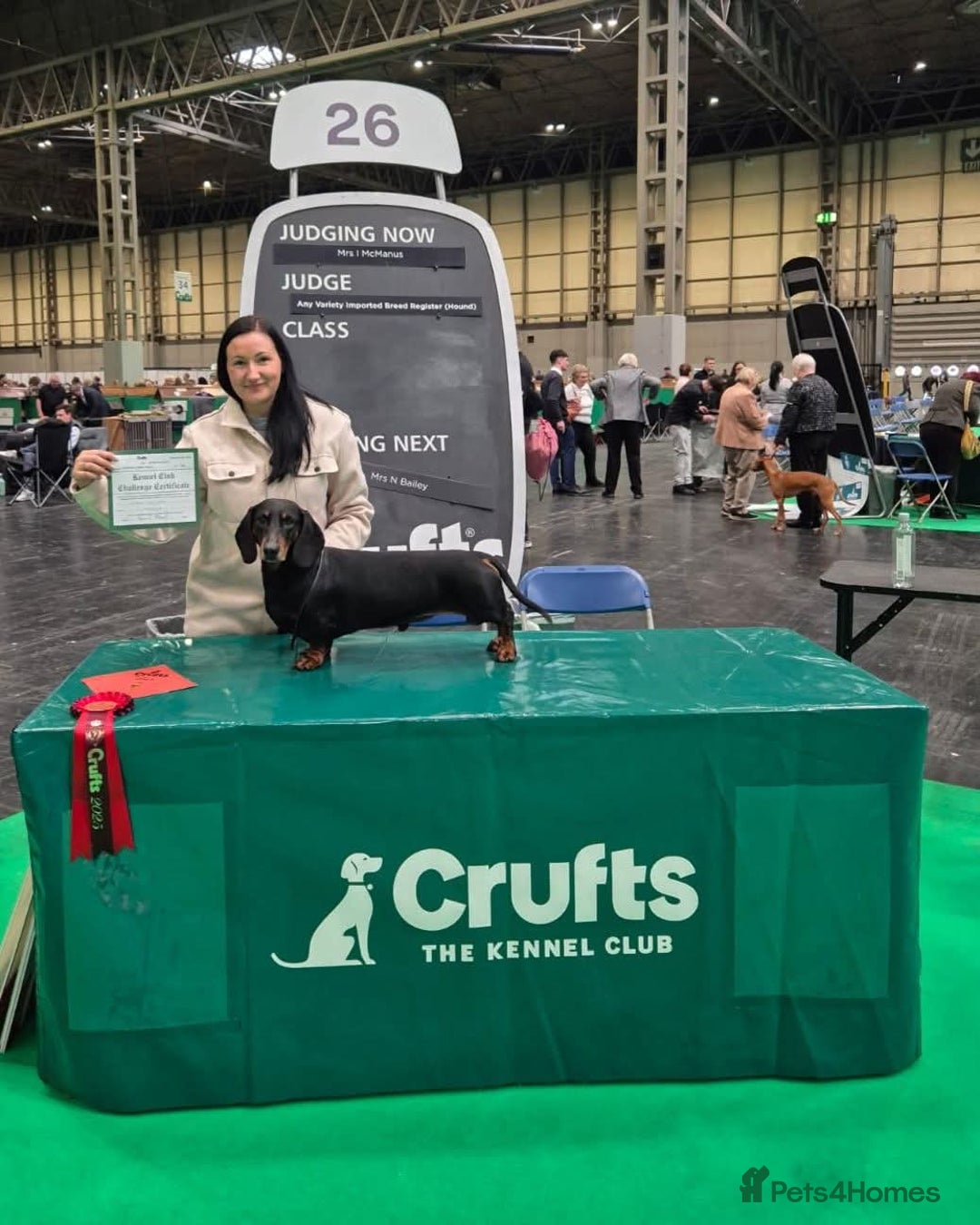 Dachshund dogs for sale: Kc Standard  dachshund - Advert 7