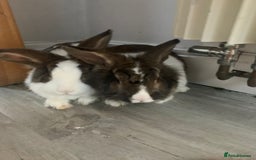 Lionhead rabbits for sale: Two Beautiful Rabbits for Adoption  - Image 3