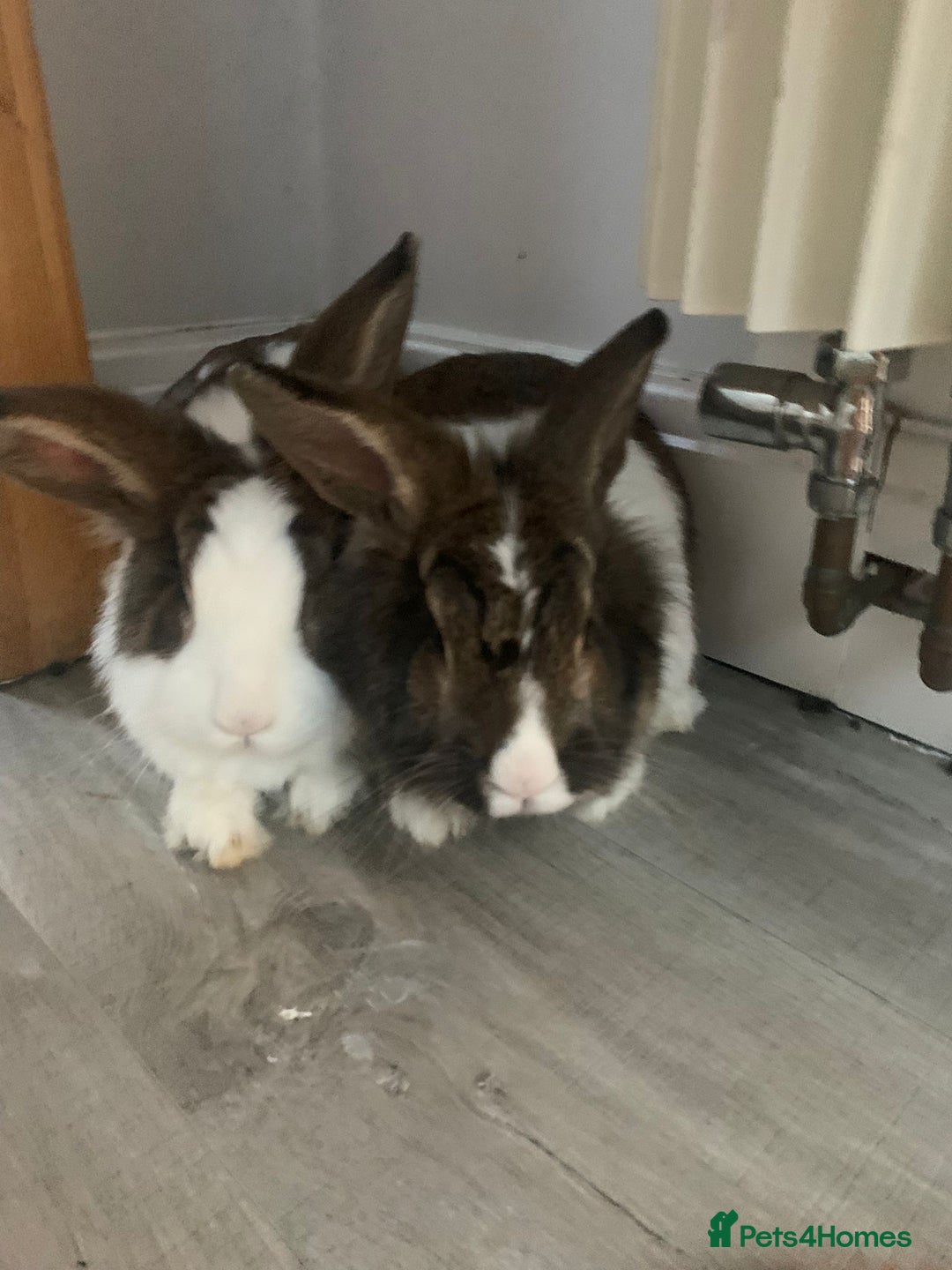 Lionhead rabbits for sale: Two Beautiful Rabbits for Adoption  - Image 3