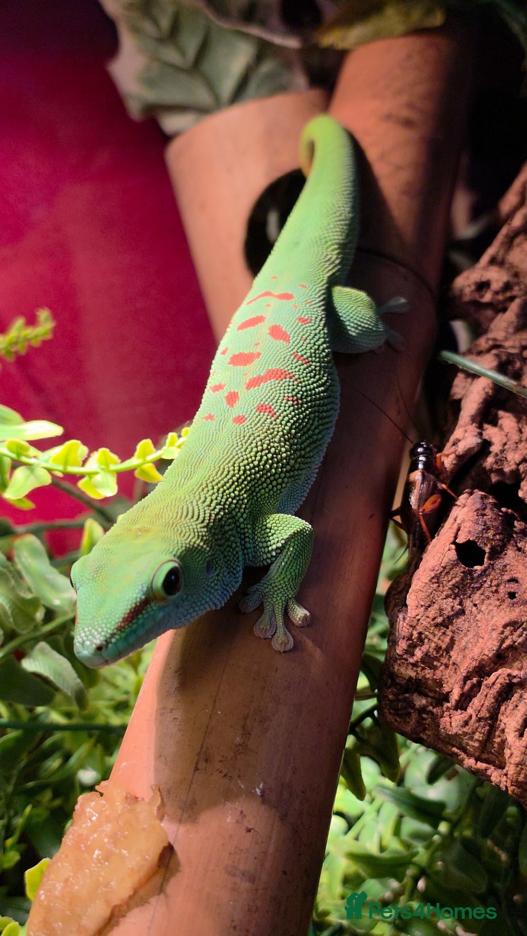 Gecko reptiles Male Madagascan giant day gecko - Advert 1