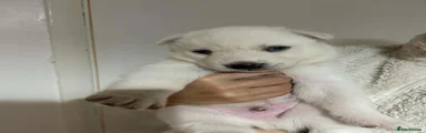 Siberian Husky 1