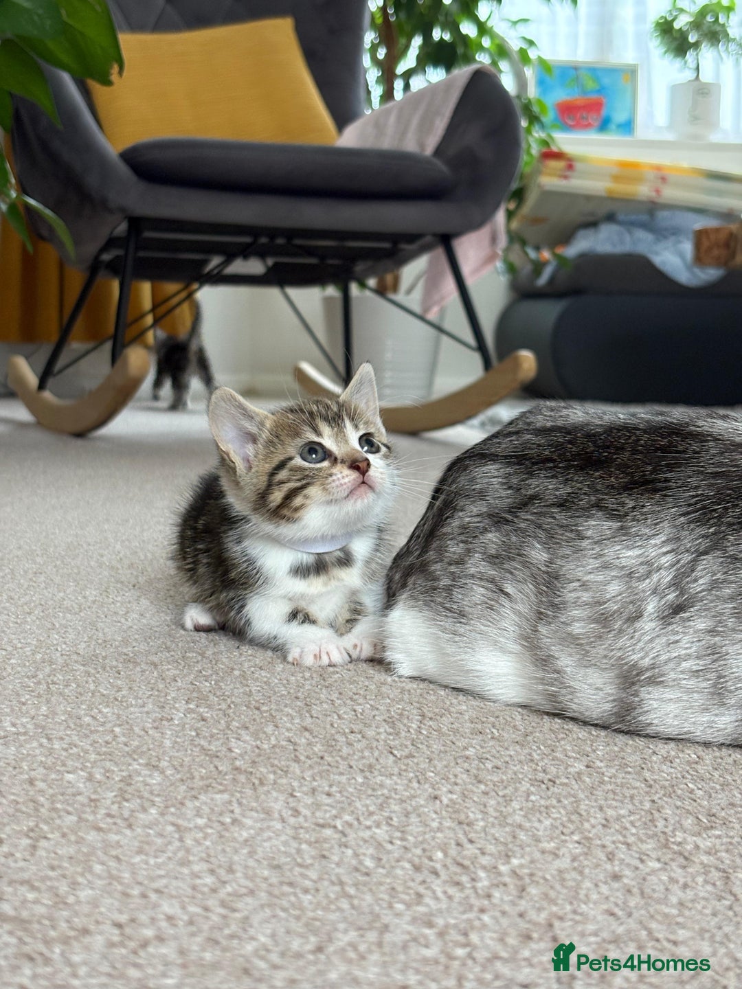 Mixed Breed cats for sale: 5 ADORABLE KITTENS 🐈1M/4F Ready For Reservation😺 - Image 12