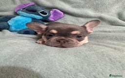 French Bulldog dogs for sale: 5 Male French Bulldog Puppies - Image 18