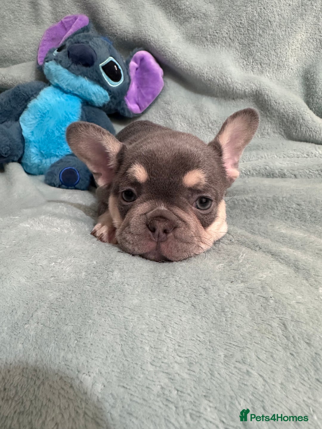 French Bulldog dogs for sale: 5 Male French Bulldog Puppies - Image 18