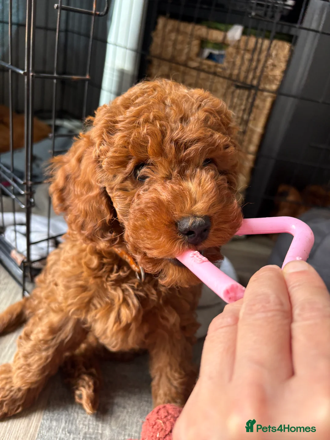 Cockapoo dogs for sale: F1B miniature cockapoo puppies. - Advert 2