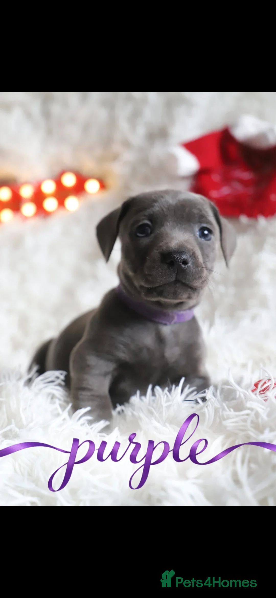 Mixed Breed dogs for sale: Puppies for sale  - Advert 5