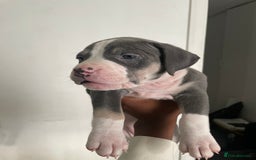 American Bully dogs for sale: Beautiful American bully puppies for sale - Image 11