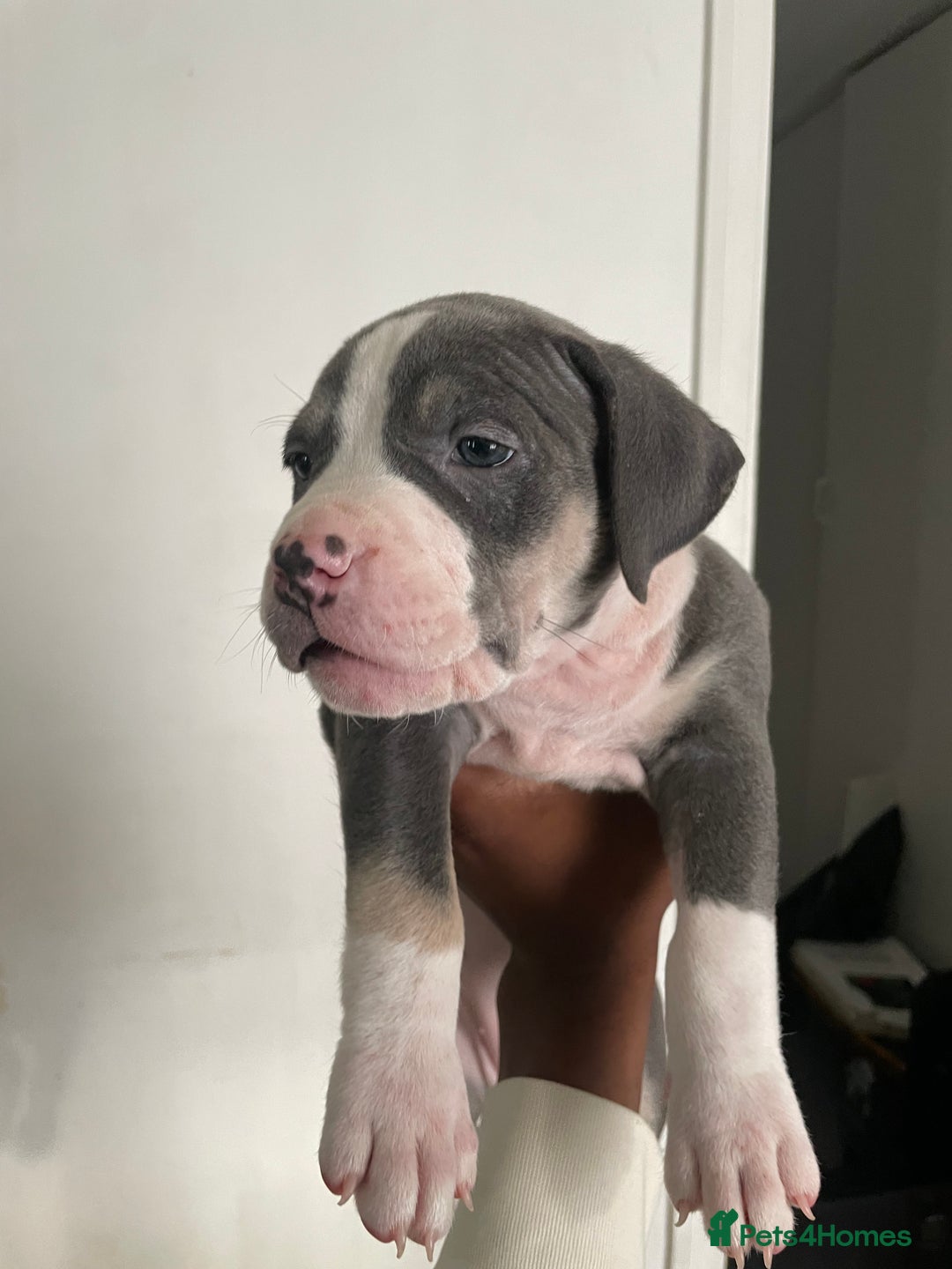American Bully dogs for sale: Beautiful American bully puppies for sale - Image 11