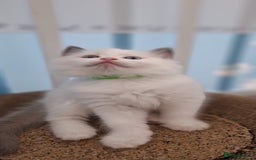 Ragdoll cats for sale: Beautiful Ragdolls 4 boys and 2 girls  - Image 4
