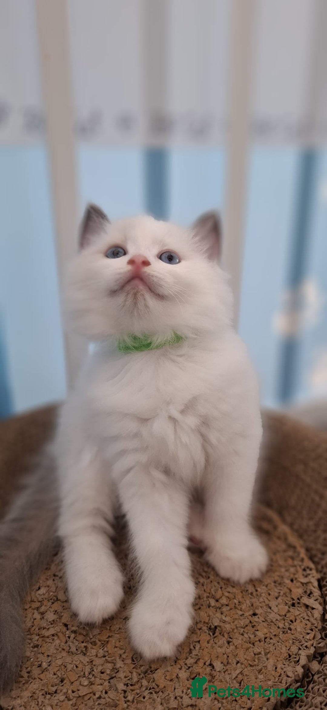Ragdoll cats for sale: Beautiful Ragdolls 4 boys and 2 girls  - Image 4