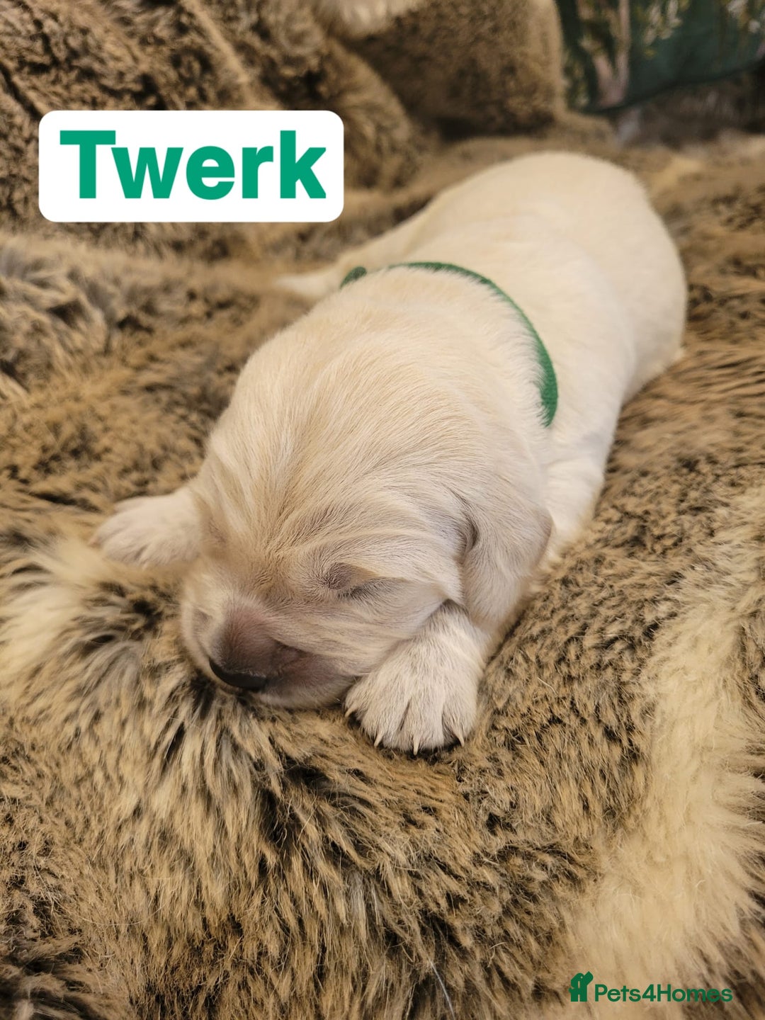 Golden Retriever dogs for sale: Golden Retriever Pups – First Class Homes Wanted - Image 20