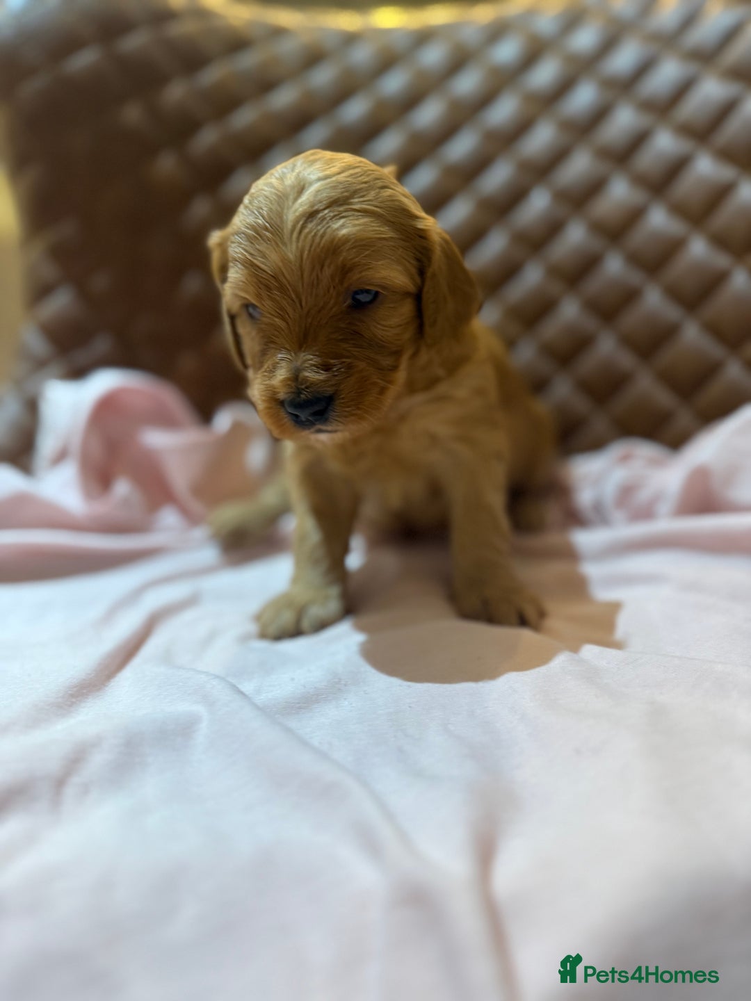 Cockapoo dogs for sale: 7 Golden Cockapoo girls - Advert 4